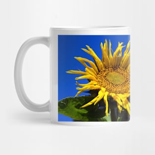 alb sunflower Mug